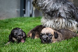 Mama Fine mit ihren 3 Musketieren