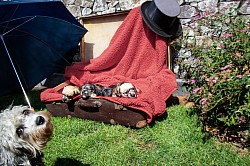 Das erste Fotoshooting unseres A-Wurfes mit Mama Fine