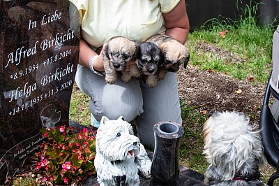 Unser A-Wurf am Grab von Birkichts.